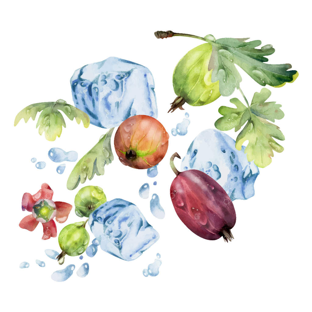 انگور فرنگی، انگور سیاه و توت‌ها در پاشیدن آب، برگ‌های سبز، گل‌ها، تکه‌های یخ، قطرات شبنم، میوه‌های رسیده، کوشمش و انگوریو. تصویر جداگانه با دست آبرنگ کشیده شده. نوشیدنی‌ها، محصولات خوراکی.