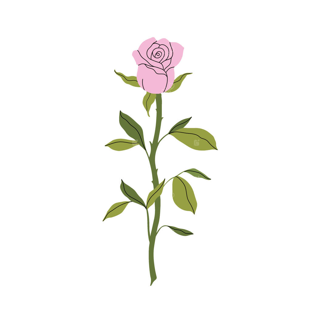 رز صورتی لطیف. طراحی مینیمالیستی زندگی ساکن با شکوفه، غنچه‌ها و برگ‌های رز صورتی. گل مدرن و شیک. طراحی گیاهی زیبا برای باغ و گل‌فروشی. تصویرسازی ساده.