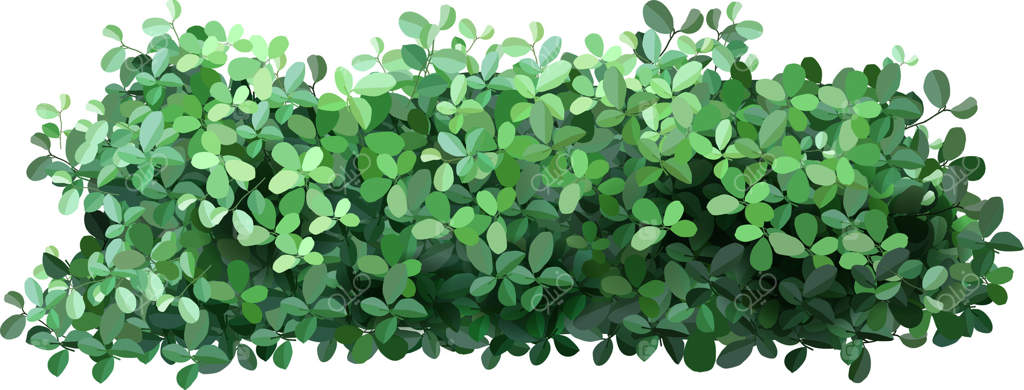 پرچین سبز و متراکم برای ایجاد حریم خصوصی طبیعی، تقویت فضاهای باغ و زیباسازی طراحی‌های منظره با شاخ و برگ‌های پر طراوت و زیبایی طبیعی