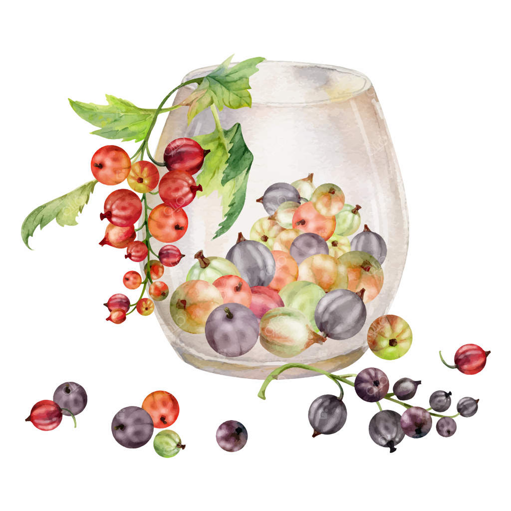 خوشه‌های انگور فرنگی و برگ‌های آن در لیوان، طراحی شده با آبرنگ، برداشت توت‌های رسیده از باغ، جسته‌بری کرم‌سلی. تصویر ایزوله شده. وبلاگ‌های غذایی، کتاب آشپزی، منوی دسر، بازار کشاورزی