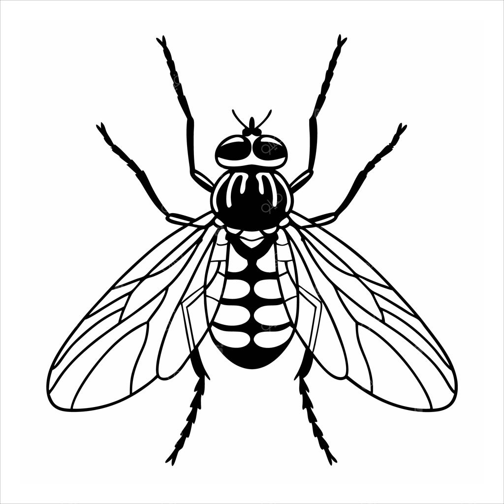 شته در پس‌زمینه سفید