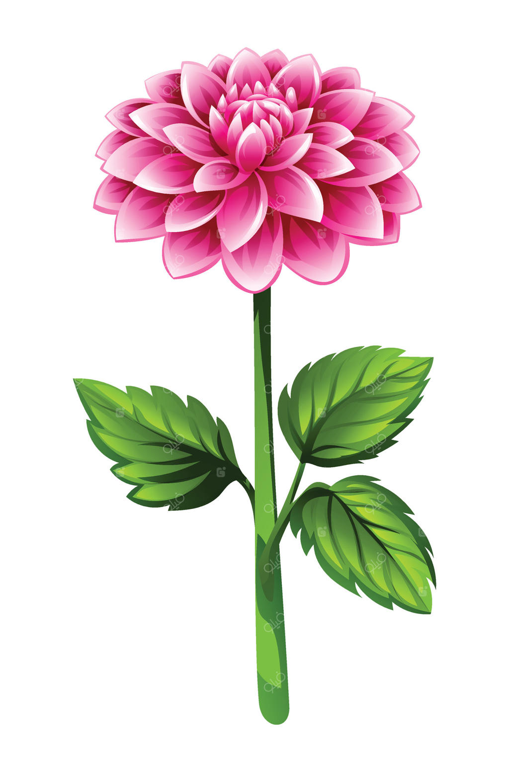 طرح کارتونی گل کوکب صورتی با برگ‌ها