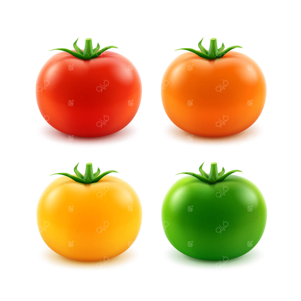 مجموعه‌ای از گوجه‌فرنگی‌های رسیده بزرگ قرمز، نارنجی، سبز و زرد تازه روی پس‌زمینه سفید
