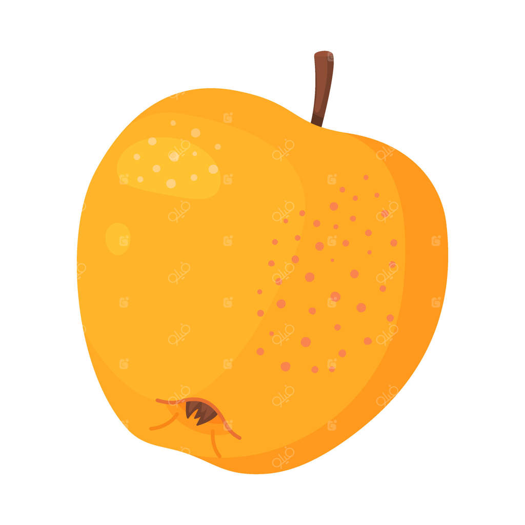 سیب زرد رسیده، میوه تازه باغ. کلیپ‌آرت نقاشی دستی. میوه کامل به سبک تخت بر روی پس‌زمینه شفاف. تصویر سیب گلدن دلیشز