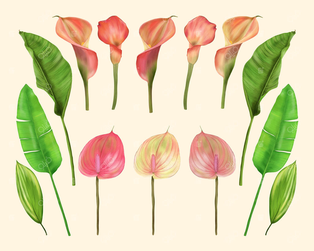 گل‌ها و برگ‌های استوایی: گل‌های کاله و آنتوریوم