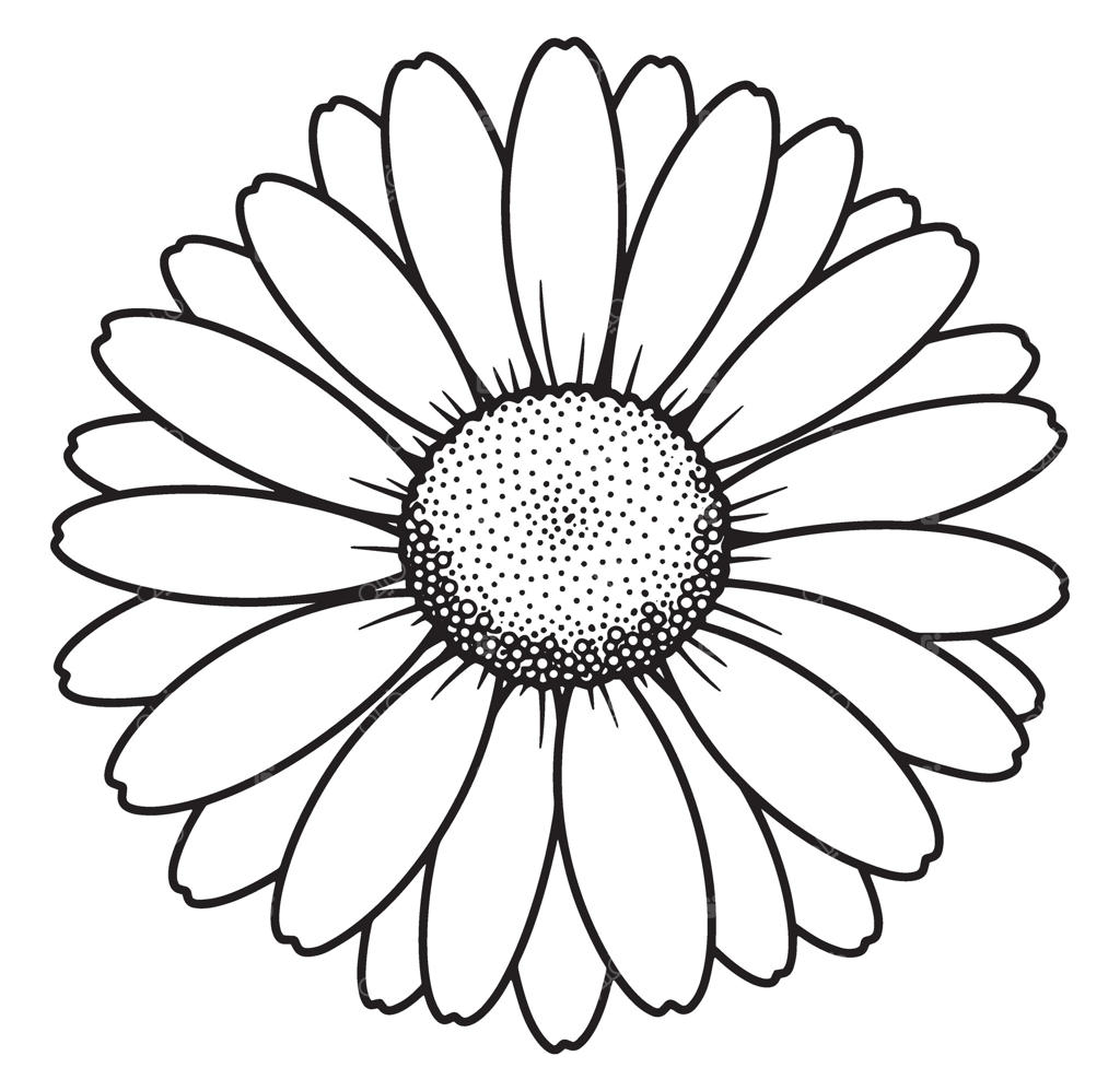 تصویر گل بابونه سیاه و سفید با جزئیات دقیق روی زمینه سفید