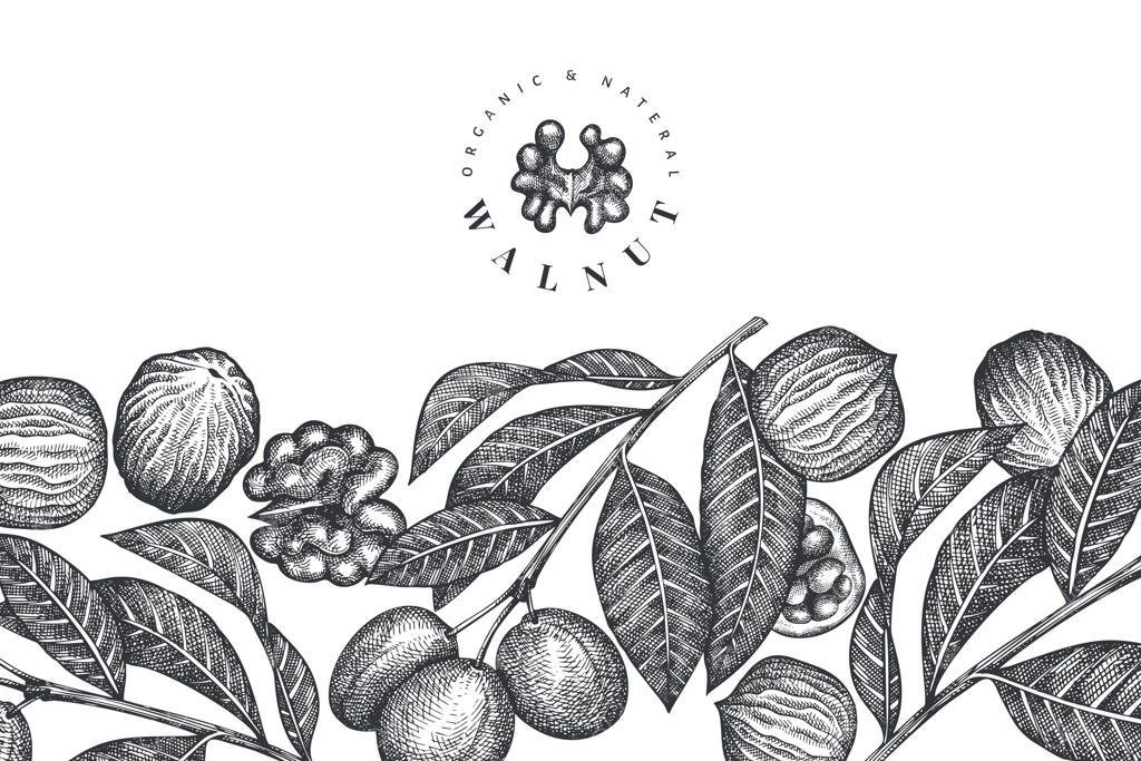 طرح دستی گردو. تصویرسازی غذایی ارگانیک. تصویرسازی کلاسیک از مغز گردو. سبک حکاکی شده گیاهی.