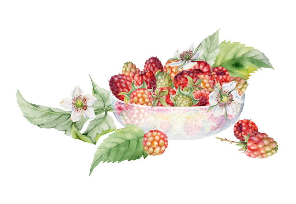 برگ‌ها و گل‌های تمشک در کاسه‌ای شیشه‌ای، برداشت شاه‌توت، میوه بلورین، توت‌مور و بویزن‌بری از باغ. تصویرسازی دستی با آبرنگ. نگهداری از محصولات بازار کشاورزان.