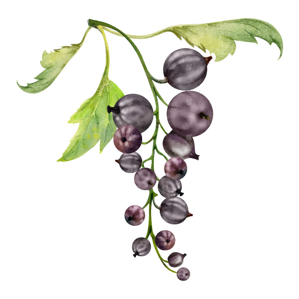 خوشه توت فرنگی و انگور فرنگی با برگ‌ها، توت‌های رسیده باغ مانند کاسایل، جستابری، جون بری؛ نقاشی آبرنگی. تصویرسازی گیاهی جداگانه. برچسب‌های محصولات گیاهی، تقویم باغبانی.