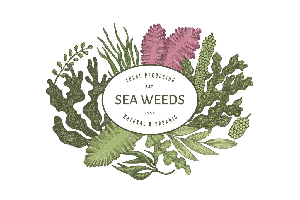 قالب طراحی جلبک دریایی: تصویرسازی جلبک‌های دریایی با دست. بنر غذای دریایی به سبک حکاکی.