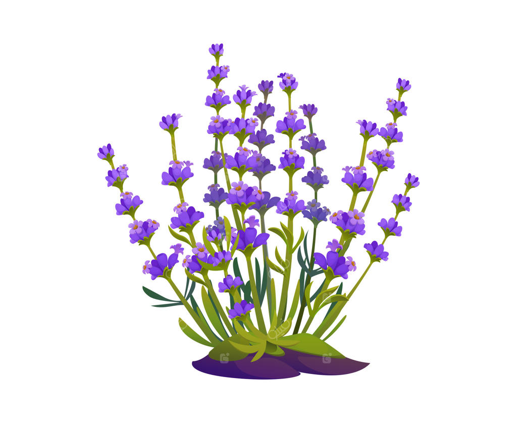 شکوفه‌دهی کامل گل‌های اسطوخودوس در باغچه