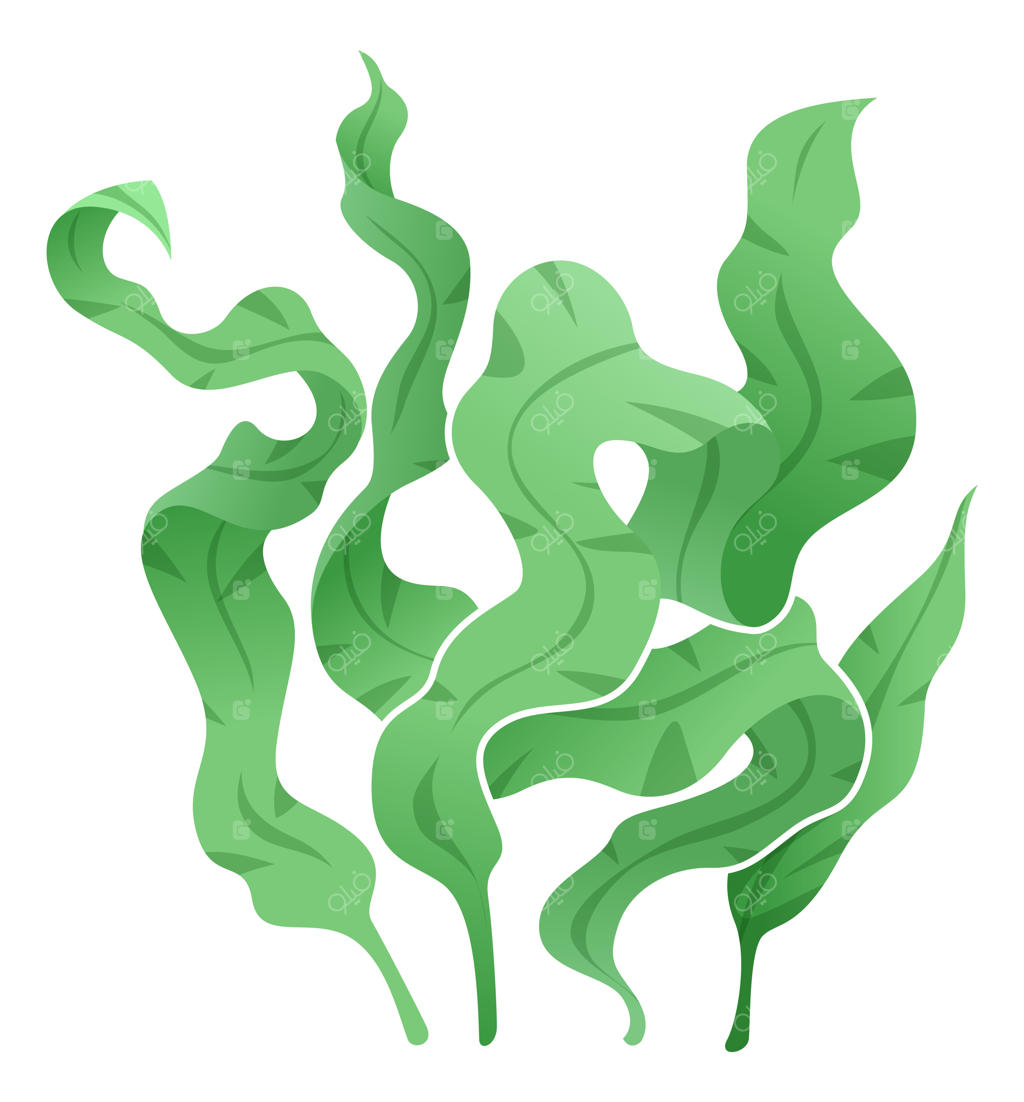 جلبک دریایی، گیاه سبز طبیعی و گونه‌ای از گیاهان زیر آب