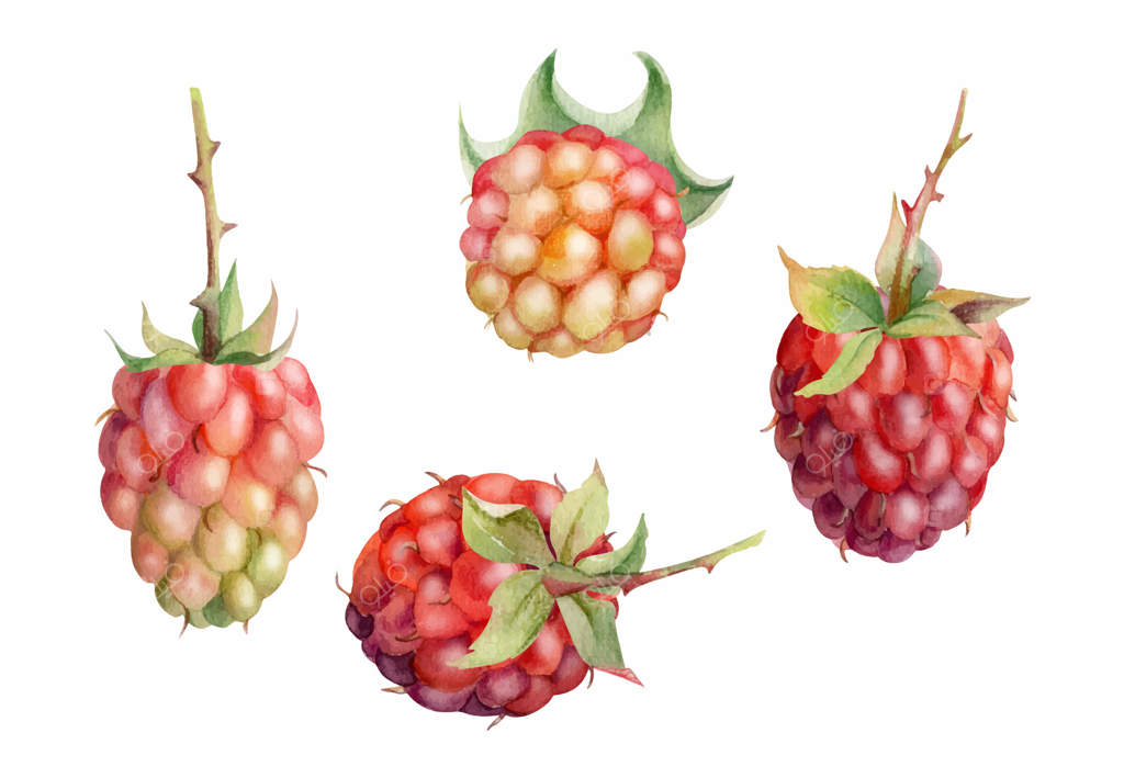 توت رسیده روی ساقه با برگ‌ها در نقاشی دست‌ساز با آبرنگ: شاه‌توت، لوگان‌بری، و میوه‌های دیگر از باغ. تصویرسازی گیاهی. کتاب آشپزی برای مربای خانگی، نمای نزدیک از فروشگاه مواد غذایی