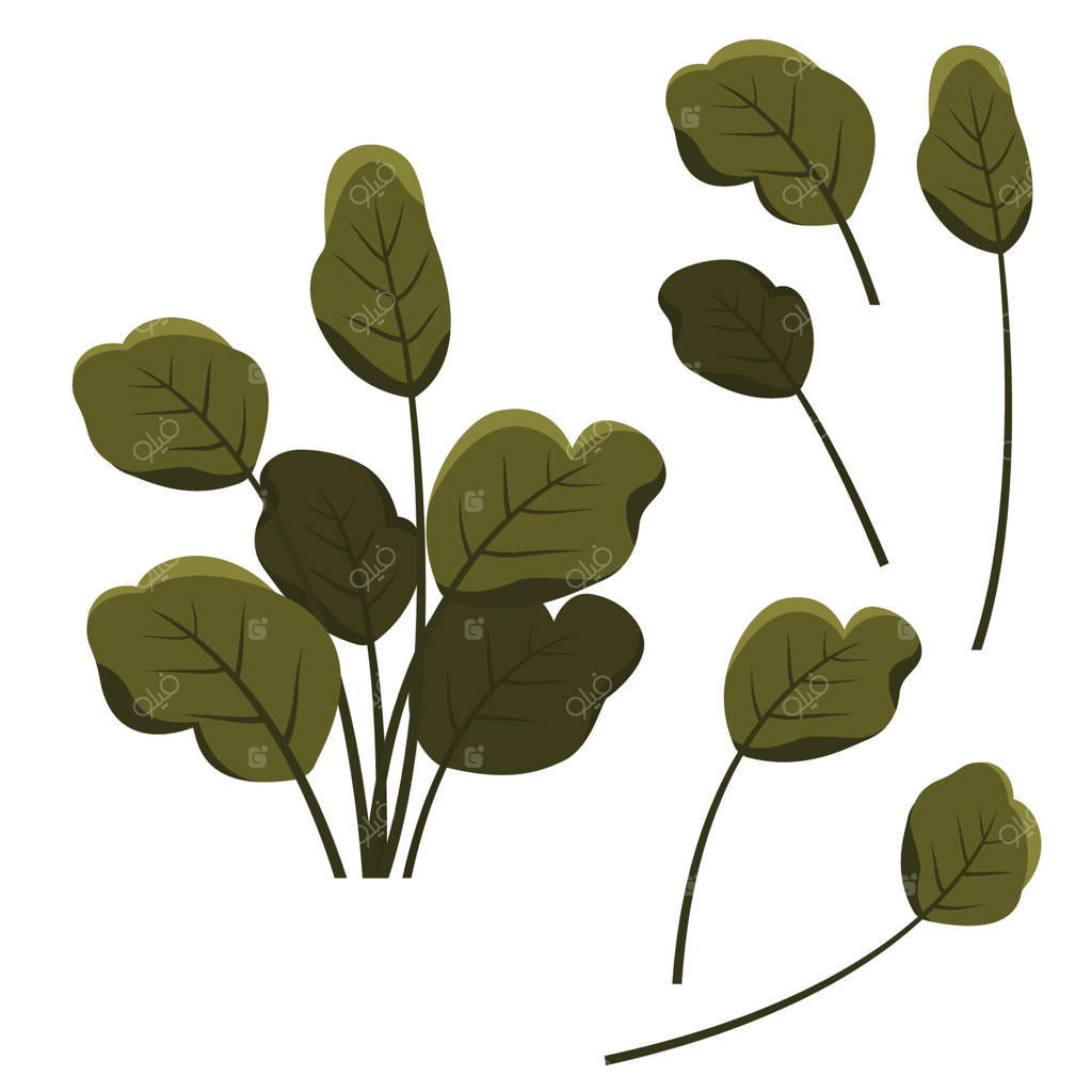 عناصر برگ‌های تازه و سبز گیاهان گرمسیری در باغ پارک