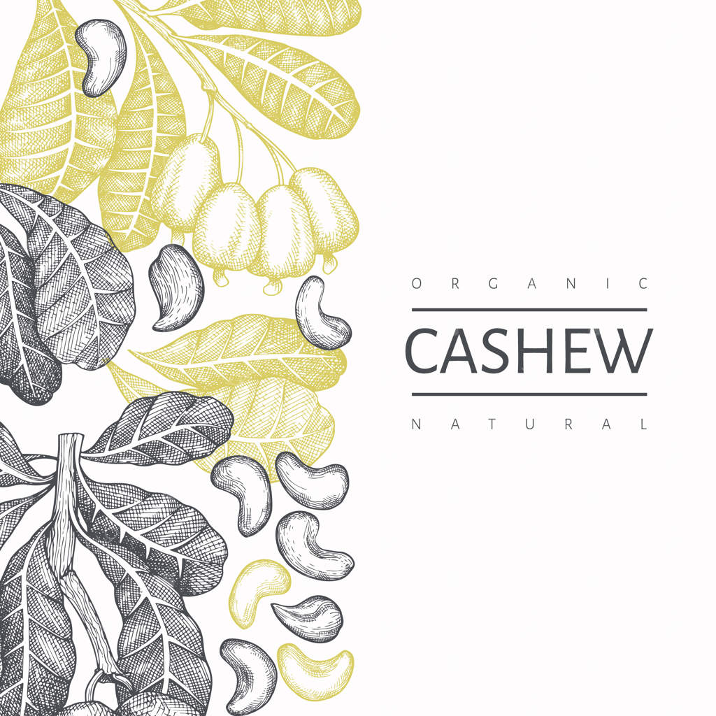 طرح دستی بادام هندی. تصویرسازی غذای ارگانیک روی پس‌زمینه سفید.