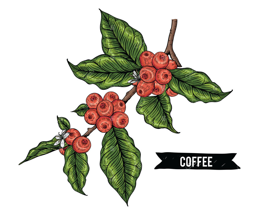 مجموعه‌ای از قهوه با گل‌ها و شاخه‌های بری‌ها