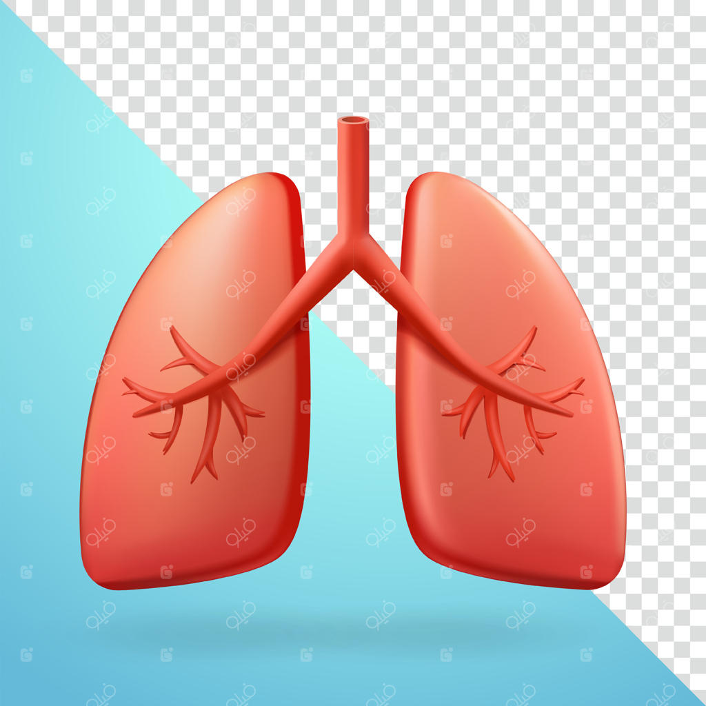 ریه‌ها و عناصر سه‌بعدی