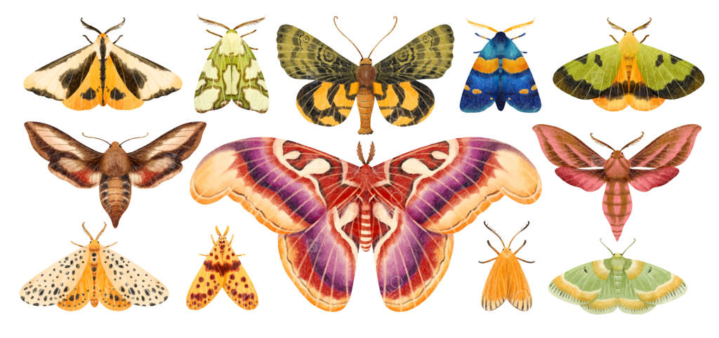 مجموعه‌ای از نقاشی‌های آبرنگی دست‌ساز پروانه و شب‌پره