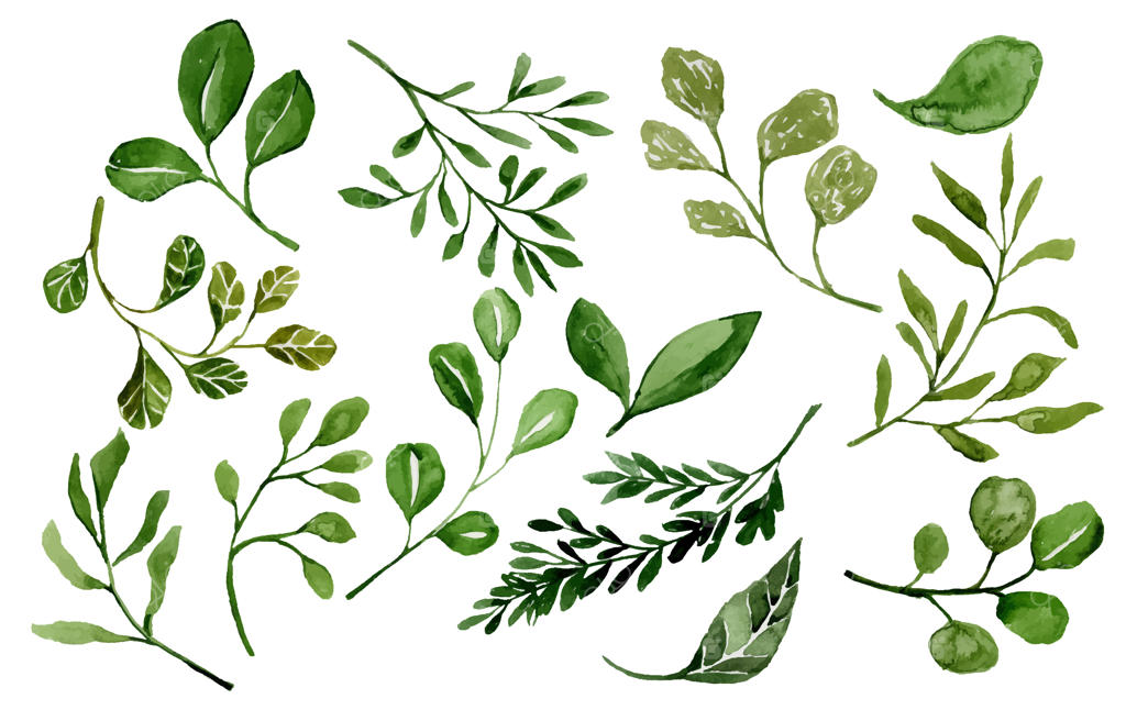 مجموعه آبرنگی برگ‌ها و شاخه‌های سبز