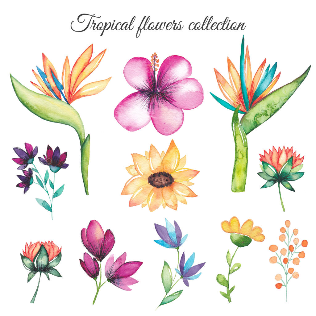 مجموعه گل‌های استوایی با آبرنگ