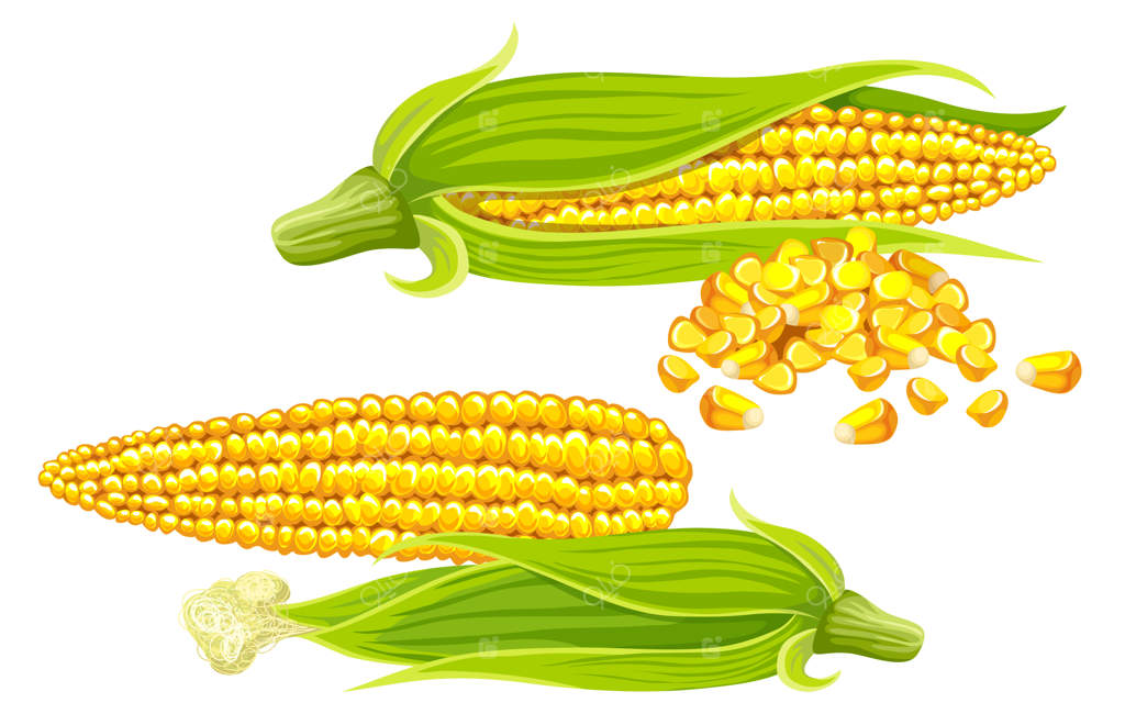 ذرت، بذر و برگ را آماده کنید.