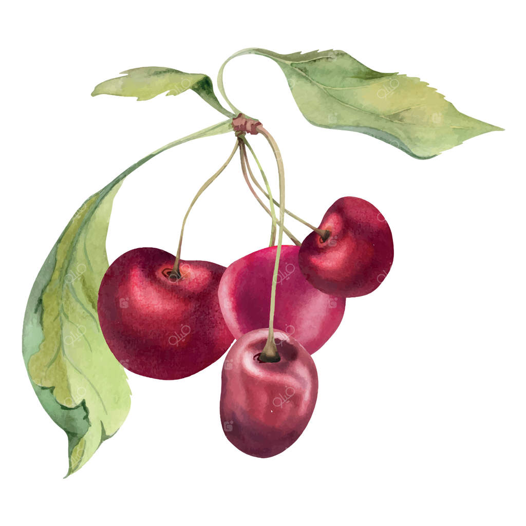 آلبالوهای ترش و شیرین با برگ‌های سبز، نقاشی دست‌ساز با آبرنگ، خوشه‌های میوه باغی روی شاخه‌ها. تصویرسازی جداگانه برای منوی رستوران، کافه، عروسی و بازار کشاورزی.