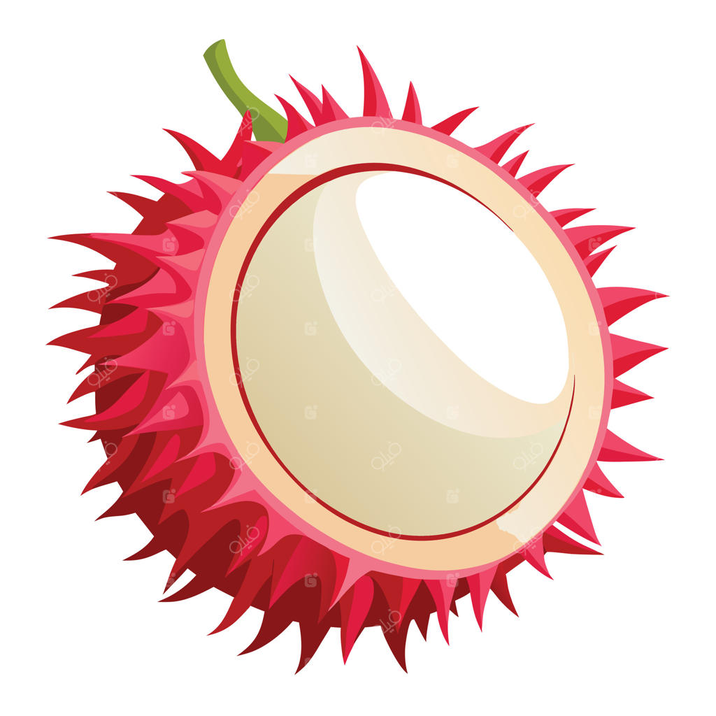 تصویرسازی رامبوتان نصف‌شده؛ میوه استوایی خاص با پوست قرمز خاردار و گوشت خوراکی