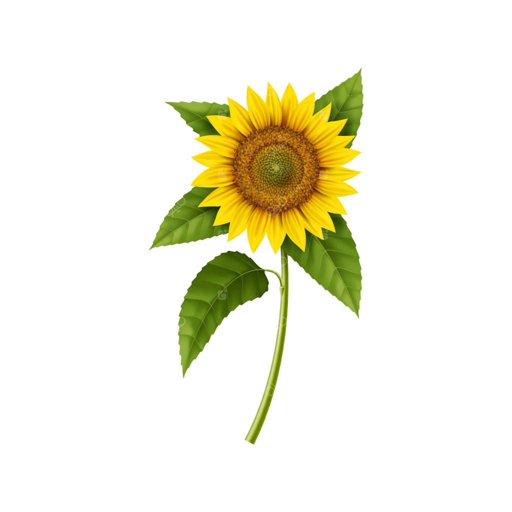 گل آفتابگردان واقعی: گیاه سه‌بعدی در باغچه‌ای جدا‌شده