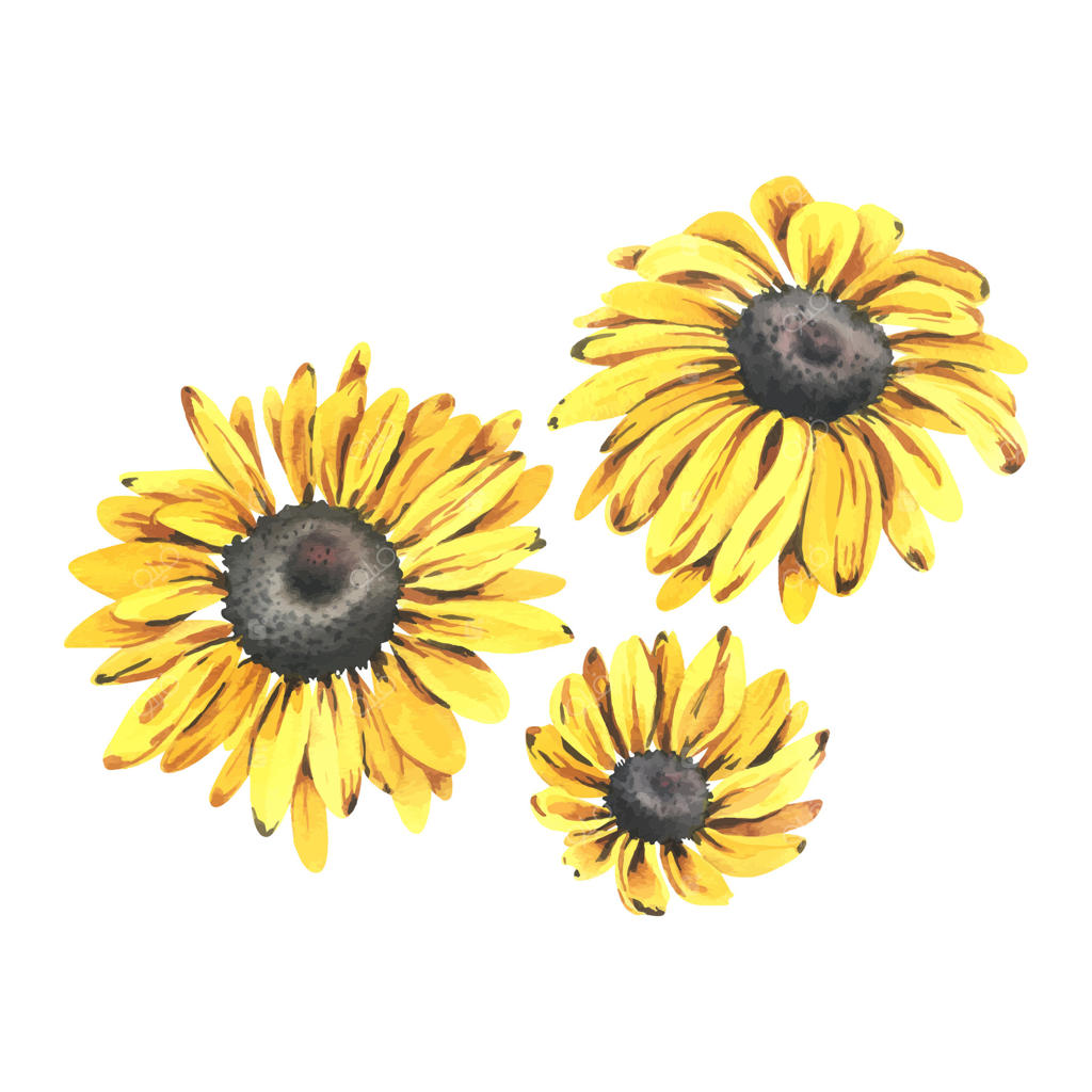 گل‌های زرد پاییزی رُدبکیا با مرکز سیاه در سه اندازه مختلف. تصویرسازی دست‌ساز آبرنگی با موضوع پاییز و برداشت محصول. مجموعه‌ای از عناصر جدا از پس‌زمینه.