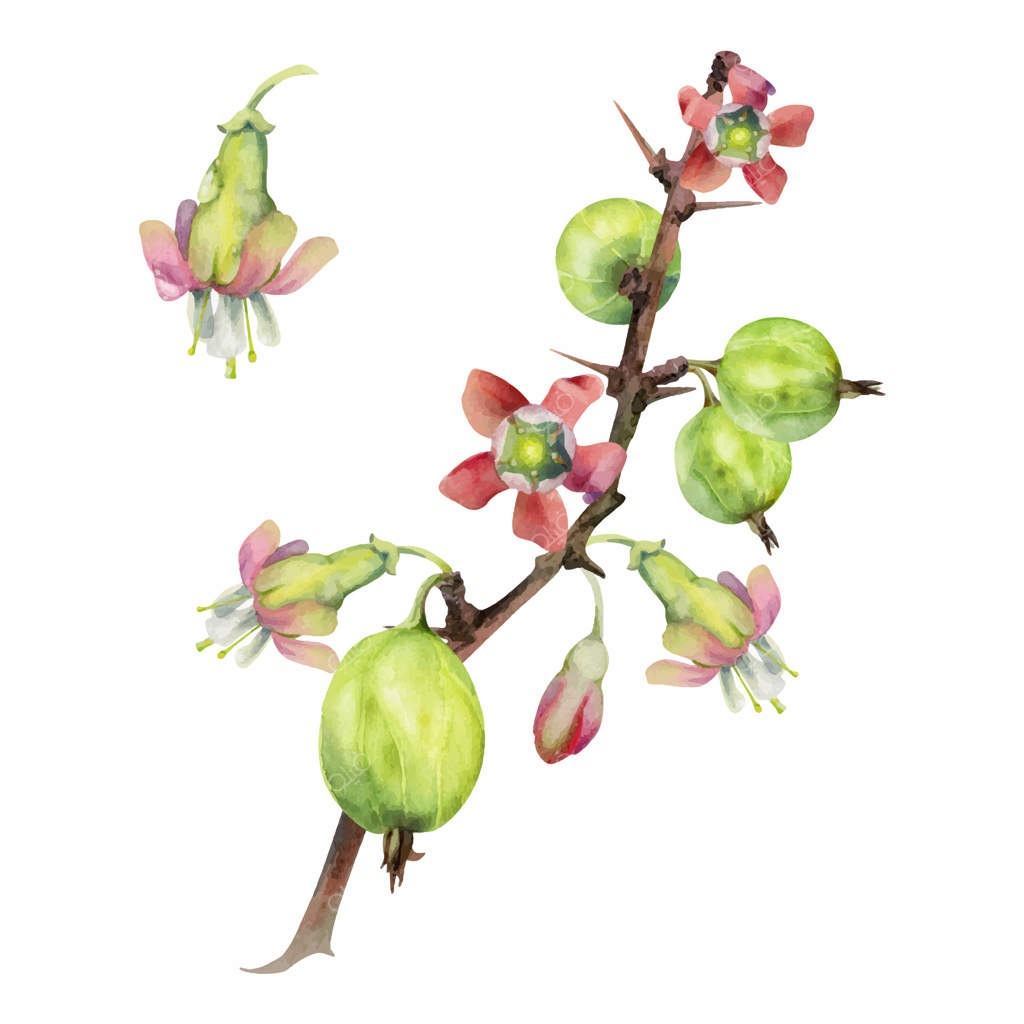 انگور فرنگی با جوانه‌های گل روی شاخه‌های خاردار، انگور جنگلی و توت سیاه رسیده. تصویر گیاه‌شناسی به روش آبرنگ. تقویم فصلی کشاورز، کتاب آشپزی خانگی برای مربا و کمپوت.