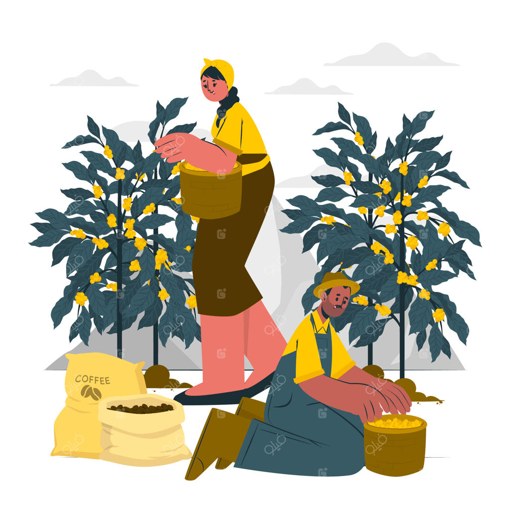 تصویرسازی مفهوم مزرعه قهوه