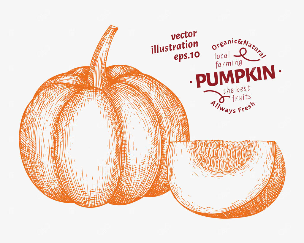 مجموعه تصویر کدو تنبل: طراحی دستی به سبک وکتور از سبزیجات. سبک حکاکی برای هالووین یا روز شکرگزاری