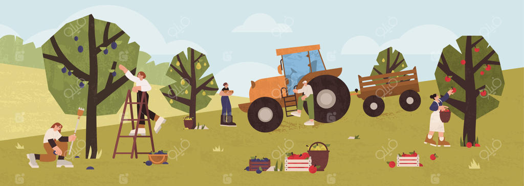 مردم مشغول چیدن میوه در باغ: کشاورزان سیب‌ها، آلوها و گلابی‌های رسیده را از درختان در سبدهای چوبی باغ جمع‌آوری می‌کنند. باغبانان، مردان و زنان، با استفاده از نردبان و تراکتور، به برداشت می‌پردازند. کار در عرصه کشاورزی