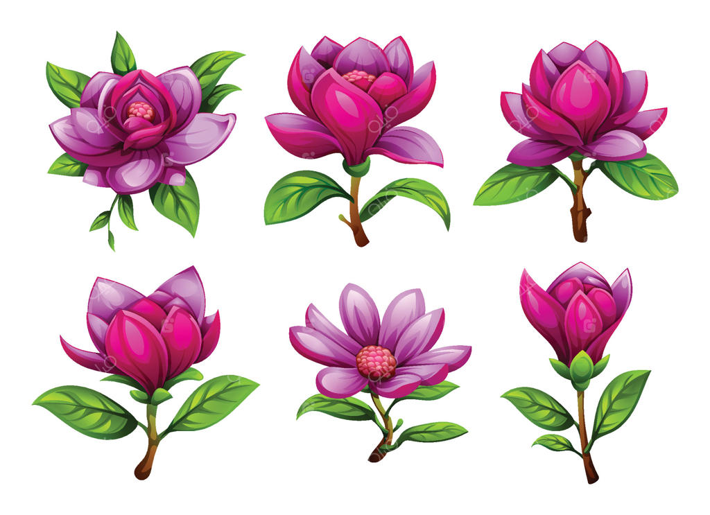 تصویر کارتونی گل‌های ماگنولیای بنفش در مراحل مختلف شکوفایی با برگ‌های سبز