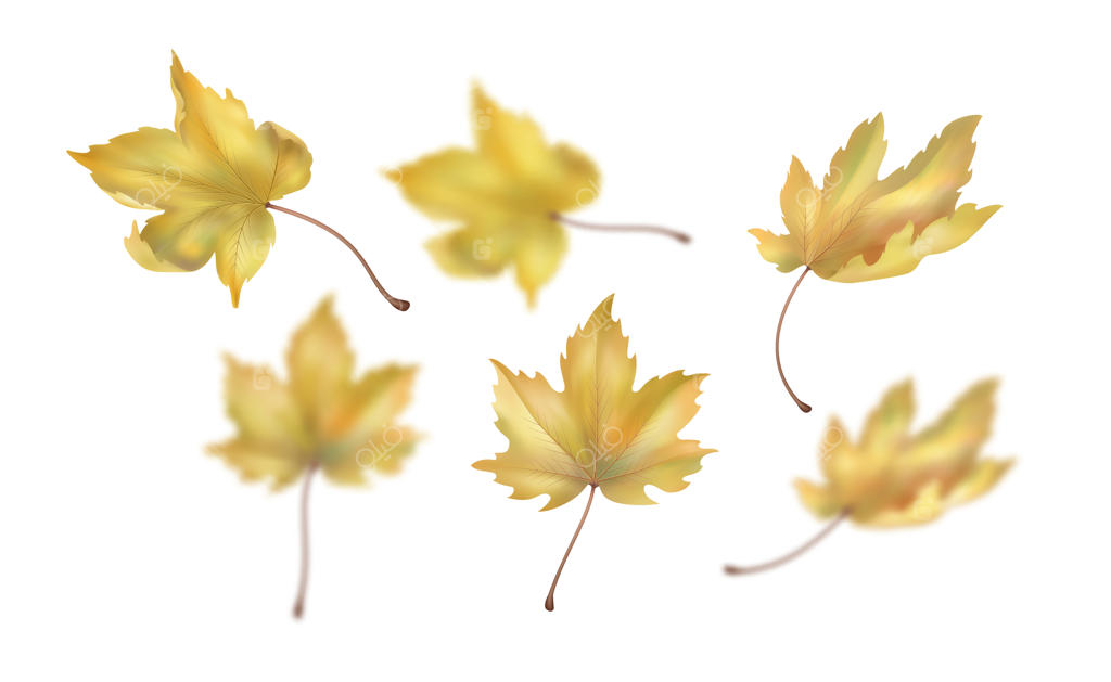 برگ افرا پاییزی بر زمینه سفید