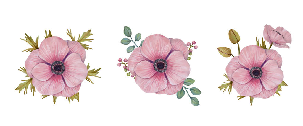 مجموعه گل: گل‌های آلاله با برگ و توت. ایدئال برای عناصر طراحی، کارت‌ها، دعوت‌نامه‌های عروسی و تولدها.