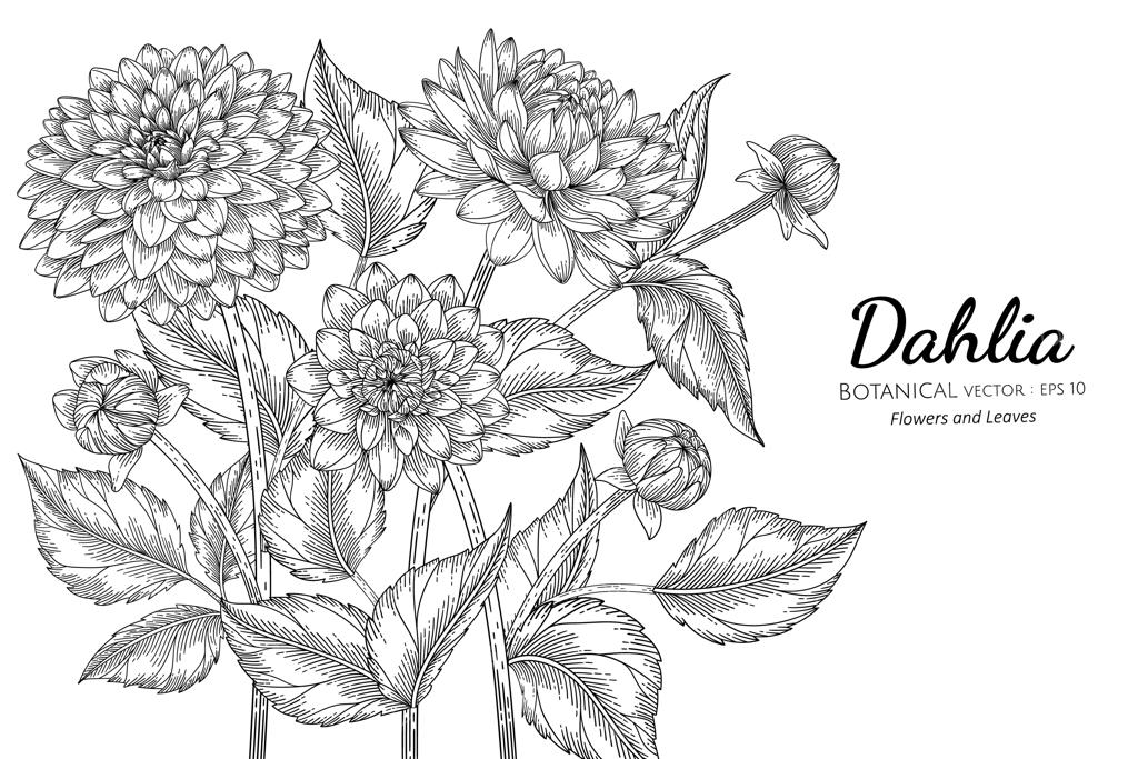 تصویر گل و برگ کوکب به‌صورت دستی و با طراحی خطی