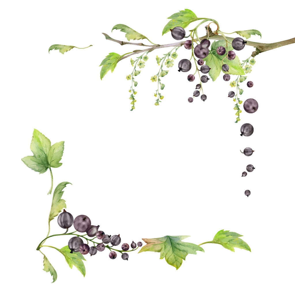 برگ‌های سبز انگور فرنگی و گلابی، خوشه‌های گل بلند و توت‌های باغی آویزان از شاخه‌ها. قاب مربعی مجزا که با آبرنگ دست‌ساز کشیده شده است. برچسب‌های غذایی برای محصولات دست‌ساز اکولوژیکی مانند لوازم آرایشی، شمع‌های معطر، و شیشه‌های مربا.