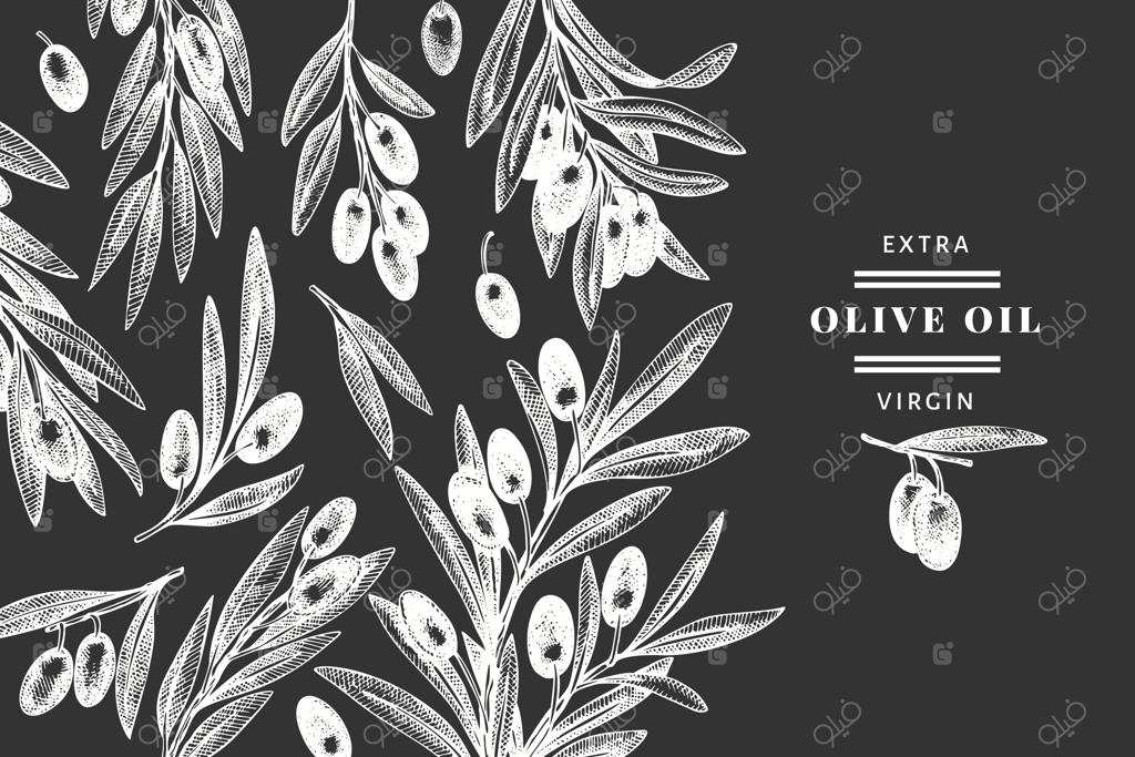 قالب شاخه زیتون: تصویرسازی دست‌کشیده غذا روی تخته سیاه. گیاه مدیترانه‌ای به سبک حکاکی. تصویر قدیمی گیاه‌شناسی.