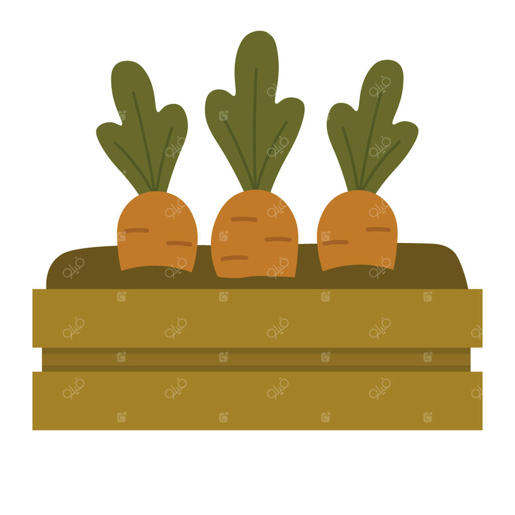 تصویر مسطح از هویج‌هایی که در خاک تخت چوبی باغ رشد می‌کنند - موضوع کشاورزی و برداشت محصول.