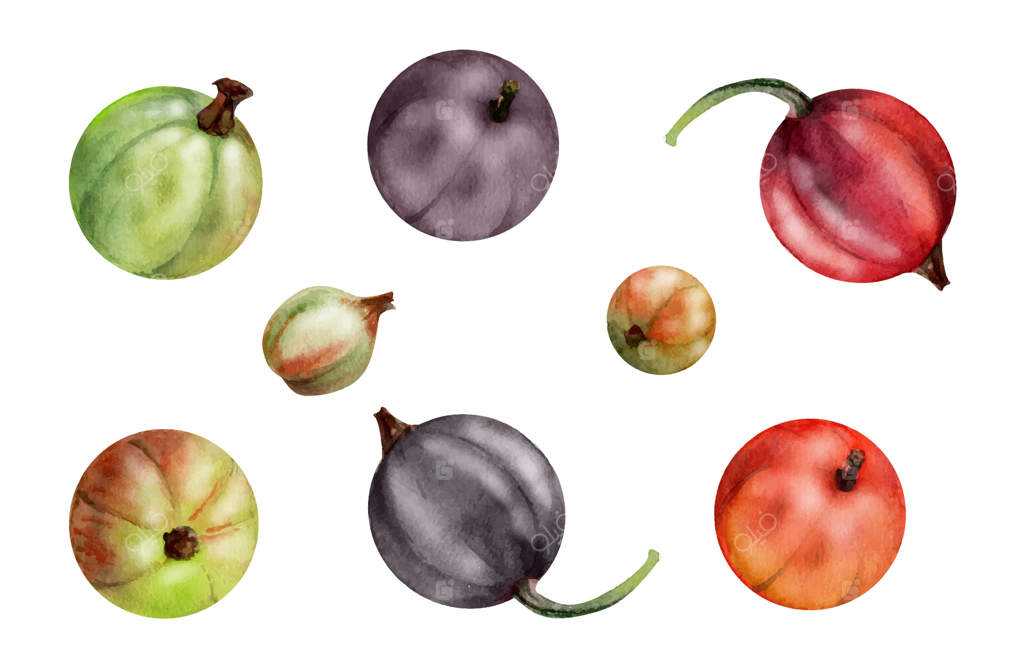 میوه‌های انگور فرنگی و دیگر انواع توت‌ها: تصویرسازی هنری با آبرنگ از کاسل، جوستابری، هاکلبری و جونبری. عناصر گیاهی مجزا. منوی رستوران و کافه، بازار کشاورزان، غذای ارگانیک.