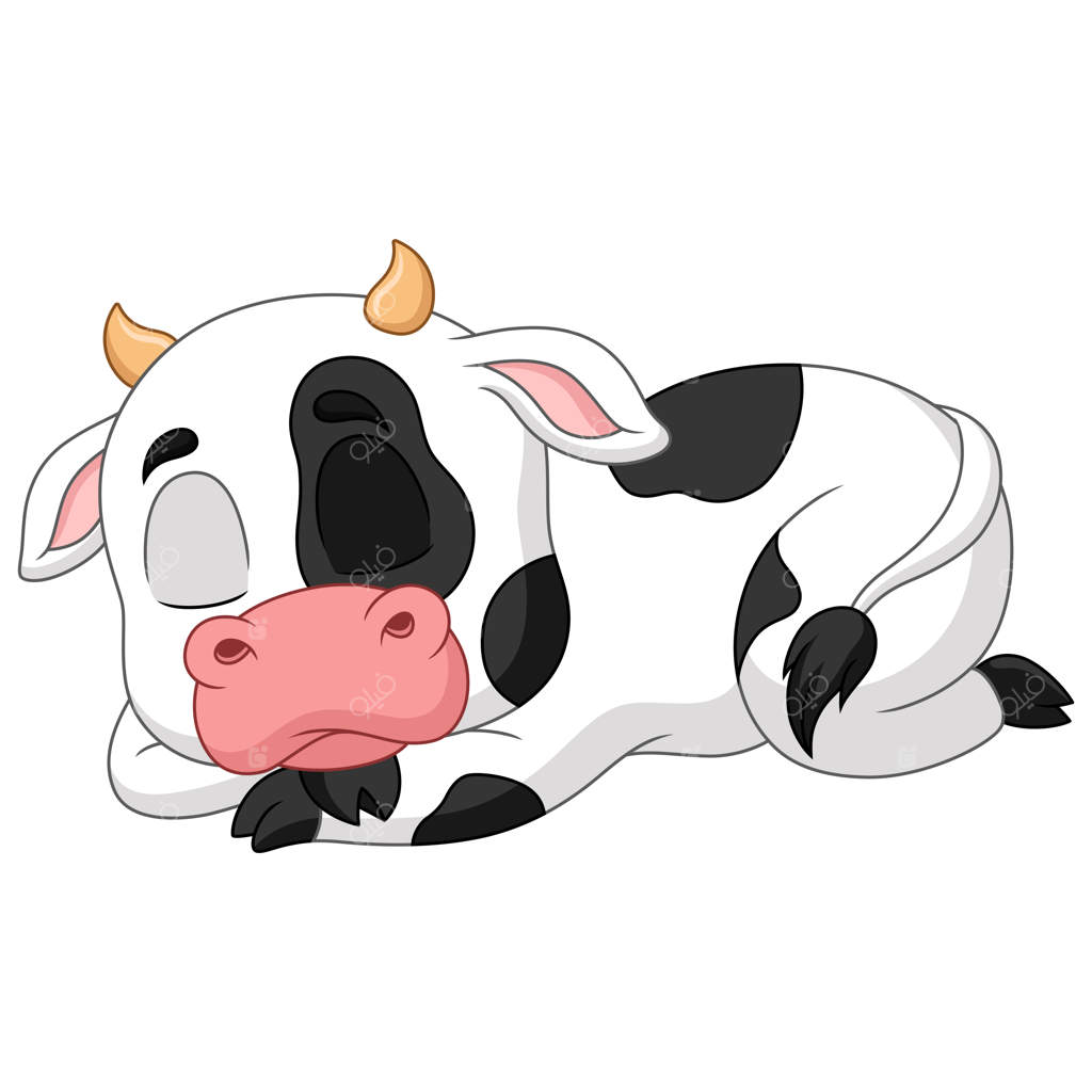 گاو بامزه‌ای که روی پس‌زمینه سفید خوابیده است