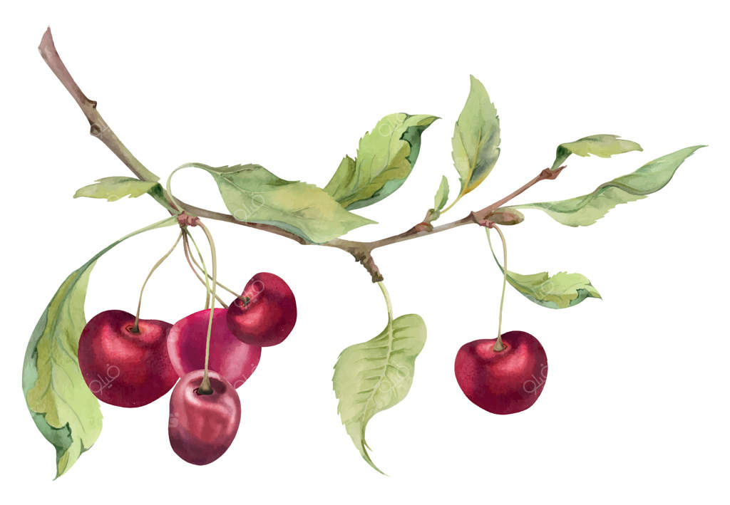 گیلاس ترش و شیرین قرمز با برگ های سبز، نقاشی شده با آبرنگ، خوشه‌های این میوه باغی بر روی شاخه‌ها. ترکیبی مجزا برای عروسی، منوی رستوران، کافه و بازار کشاورزان.