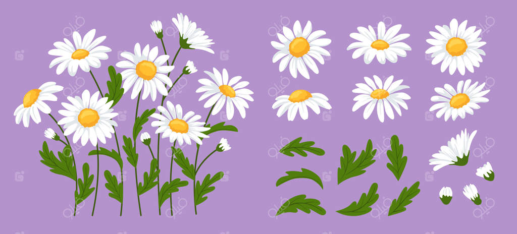 گل‌های دیزی: شکوفه‌های بابونه، گل‌های دیزی با ساقه‌ها، برگ‌های سبز، سرهای گل سفید و غنچه‌ها. مجموعه‌ای کارتونی از گل‌های باغ شکوفا و بوتانیکال