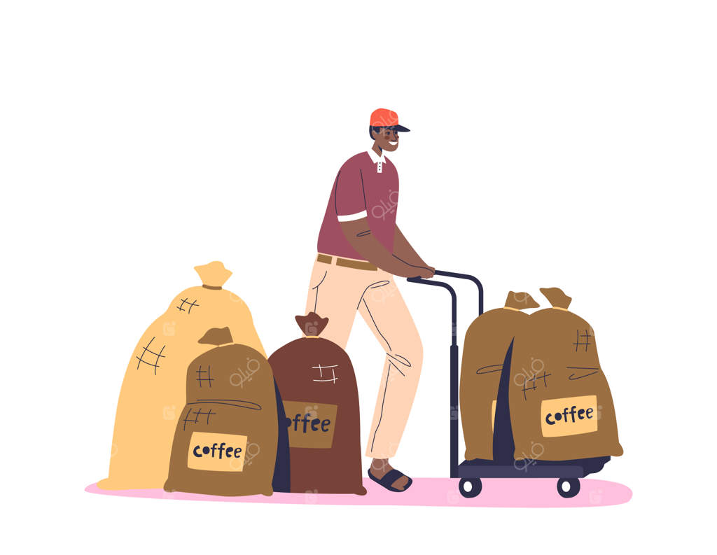 کارگر مزرعه قهوه کیسه‌های بوم حاوی دانه‌های قهوه را برای تحویل بارگیری می‌کند