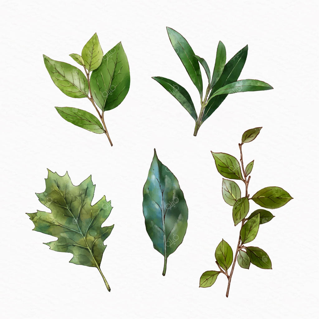 مجموعه آبرنگی برگ‌های متنوع و نقاشی دست