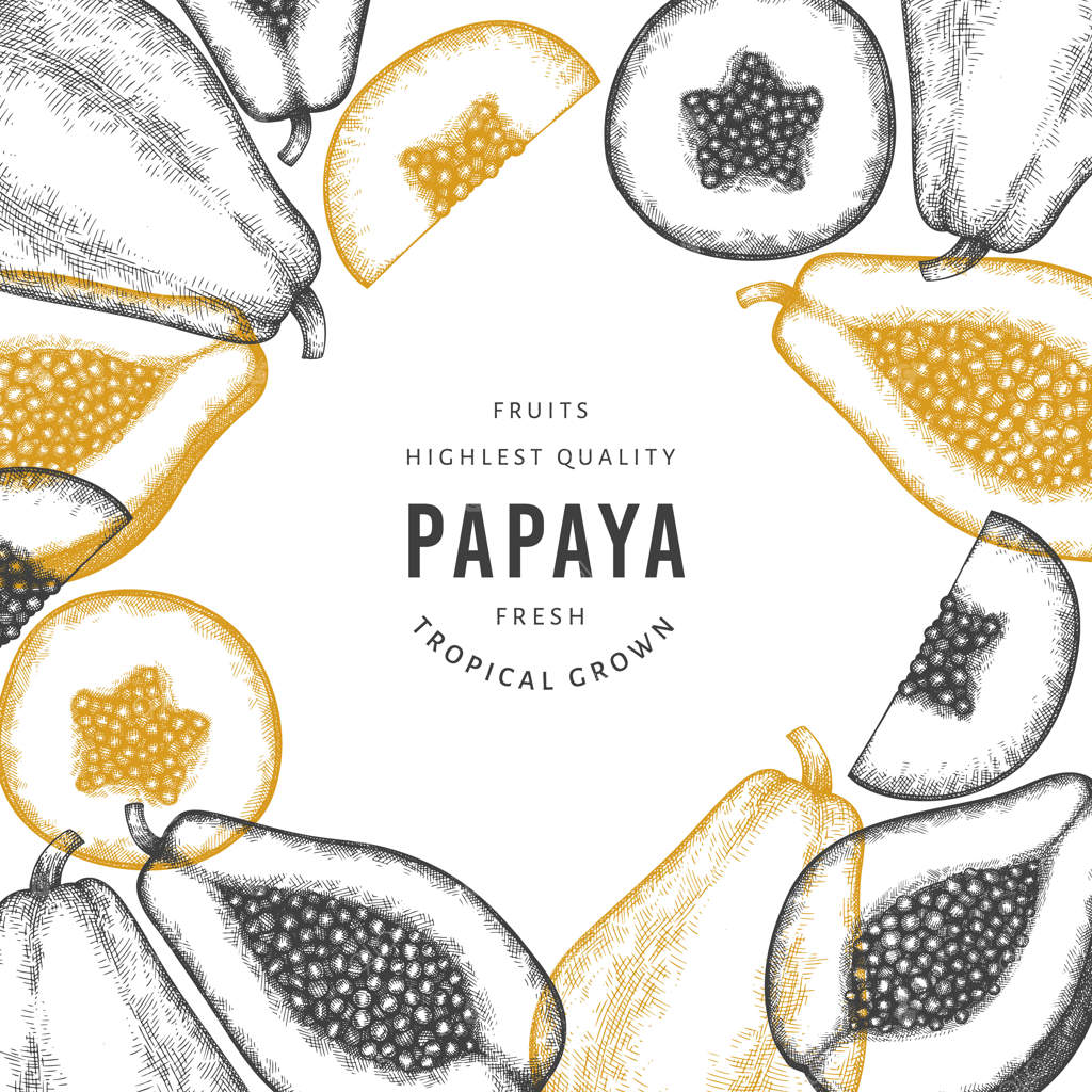 طرح دستی پاپایا به سبک اسکچ. تصویر میوه تازه و ارگانیک. قالب میوه به سبک قدیمی