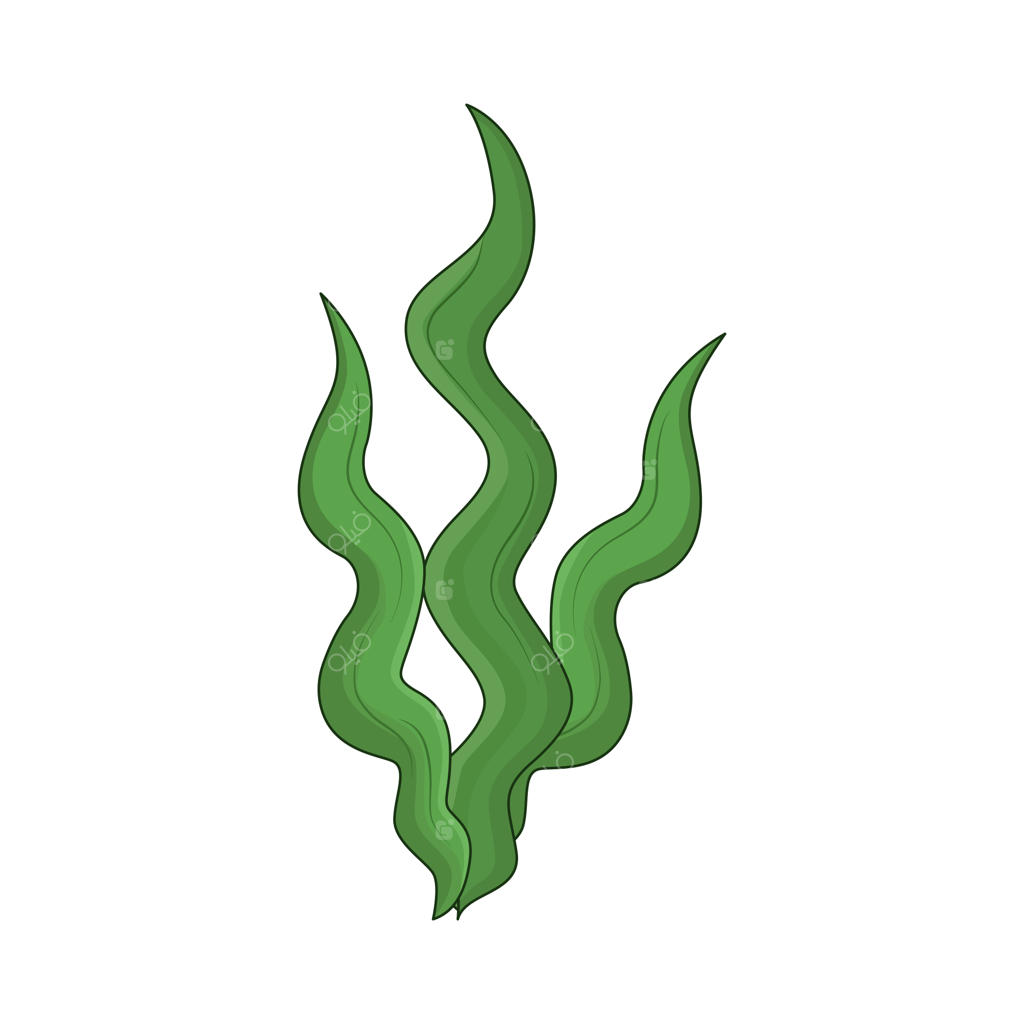 جلبک دریایی