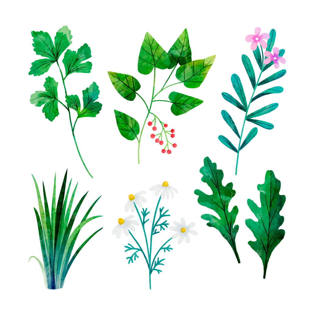 مجموعه نقاشی آبرنگی از گیاهان دارویی