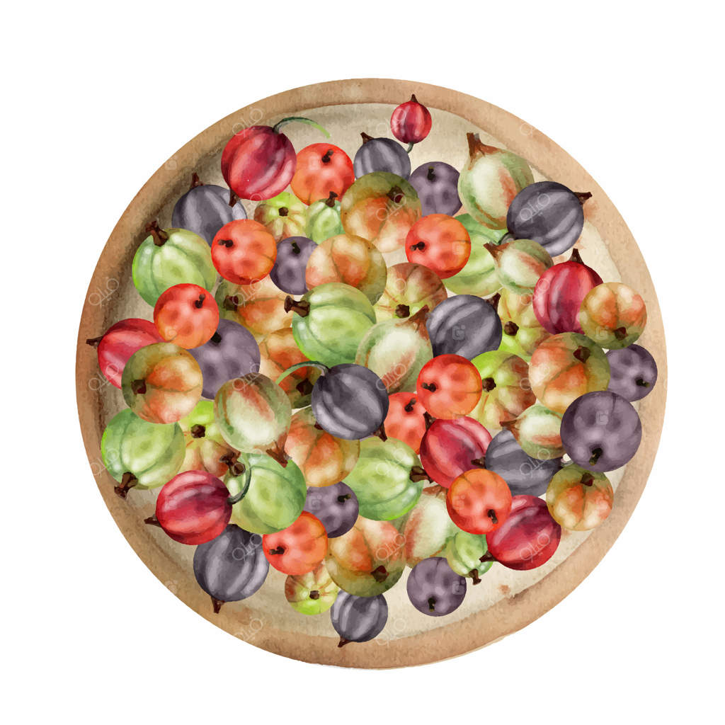 انگور فرنگی و گاسیل روی بشقاب سرامیکی، دست‌کشیده با آبرنگ، برداشت توت‌های رسیده از باغ، تصویرسازی مجزا. بلاگ‌های آشپزی، کتاب آشپزی، منوی دسر، بازار کشاورزان